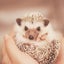 purinのサムネイル