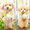 アトムママのプロフィール