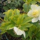 花梨のおすすめのサムネイル