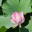 画像 私は私の色で咲くのユーザープロフィール画像