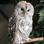erj-rmのサムネイル