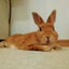 ムック555のサムネイル