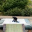 ヨコノリするこたつ猫のサムネイル