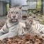 ホワイトＴのサムネイル