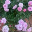 Pink Rose🩷のサムネイル