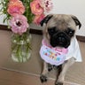 公主“こんじゅ”ままのプロフィール