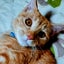 kocchantamacchanmamaのサムネイル