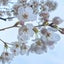 双月のサムネイル