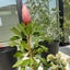 hen-plantsのサムネイル