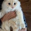 ＮＰＯ法人猫の味方ネットワークのサムネイル