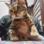 画像 ねこのおなら、ぷぅ♪のユーザープロフィール画像