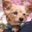 きっこちゃん*のサムネイル