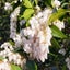 画像 じゃがいもの芽のユーザープロフィール画像