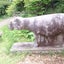 okaimonohitsujiのサムネイル