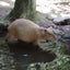 カピのサムネイル