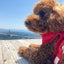パオパオのサムネイル