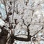 cacao-wanのサムネイル