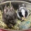 飼い主すばるのサムネイル