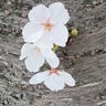 お茶の間の民。のプロフィール