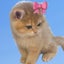 明子のサムネイル