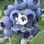 Berry&Sun@ベリーさんのサムネイル