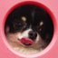 Miocchiのサムネイル