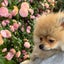 happywanlife5523のサムネイル