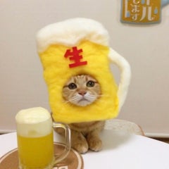 にゃん☆彡とんのプロフィール