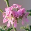herb-and-herbのサムネイル