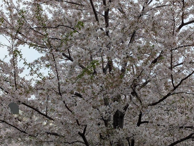 miyabi634