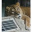 画像 lion--ggのブログのユーザープロフィール画像