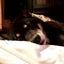 ゲジゲジ眉毛のサムネイル