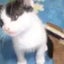 画像 チョビブログのユーザープロフィール画像