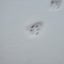 ブチャ猫のサムネイル