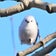 札幌の公園で見かける野鳥たち