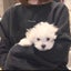 ねね | ぽむとの暮らしのサムネイル
