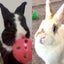たんじろう🐰✨のサムネイル