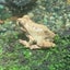 かなかえる大好きのサムネイル