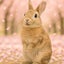 画像 ウサギのたまとカプチーノのユーザープロフィール画像