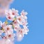 ameba-asagaoのサムネイル