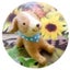 画像 春の黄緑 秋の黄橙のユーザープロフィール画像