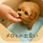 画像 トイプーのメロにめろめろ♡久しぶりの犬育て日記のユーザープロフィール画像