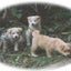 画像 広島動物ネットワークのブログのユーザープロフィール画像
