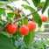 Little garden＆ Painting farmのブログ