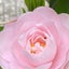 画像 おひとり様Matakonのごきげんよう60代のユーザープロフィール画像