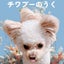 チワプーのうくのサムネイル