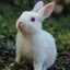 うさみーのサムネイル
