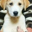 画像 TNR PROJECT TEAM JOSO PAWSのユーザープロフィール画像