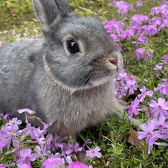 こむぎママのプロフィール