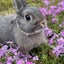 こむぎママのサムネイル